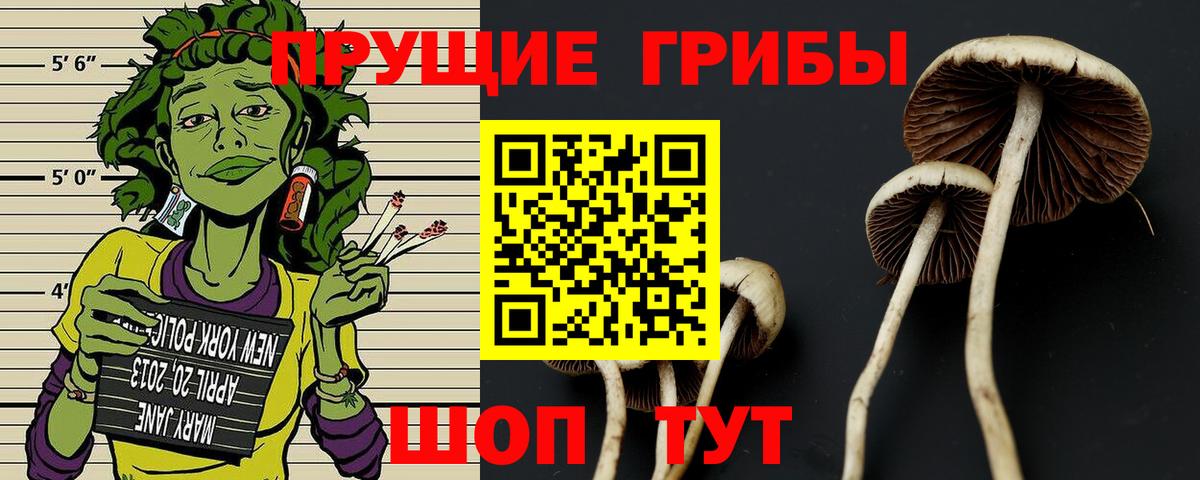 Псилоцибиновые грибы Cubensis Чусовой